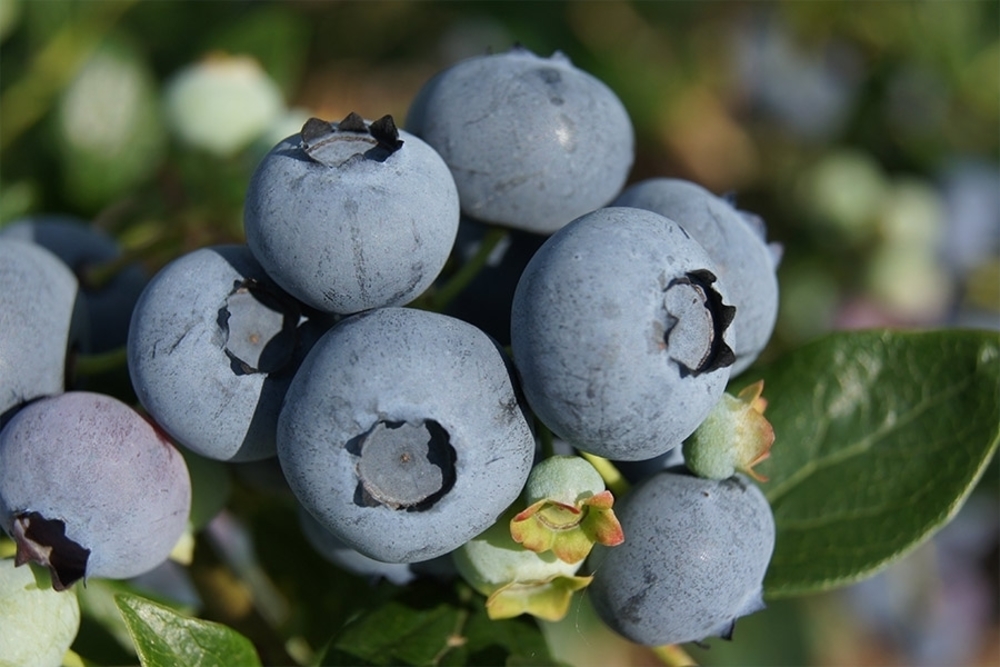 Голубика Херберт (Vaccinium corymbosum 'Herbert')