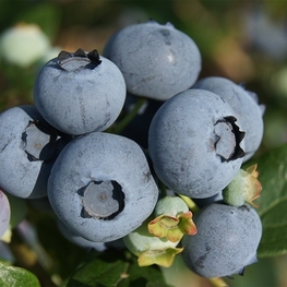 Голубика Херберт (Vaccinium corymbosum 'Herbert')