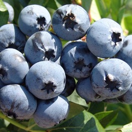 Голубика Чандлер (Vaccinium corymbosum 'Chandler')