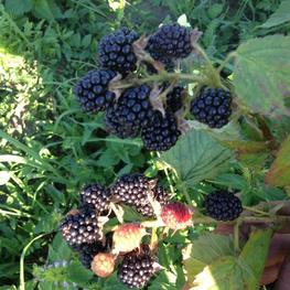 Ежевика Агавам (Rubus fruticosus 'Agawam')