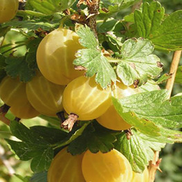 Крыжовник Куршу Дзинтарс (Ribes uva-crispa 'Kurshu Dzintars')