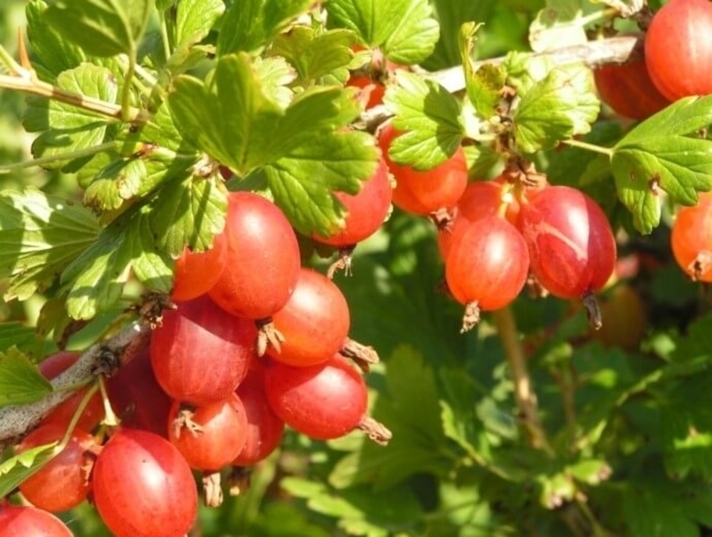 Крыжовник Машека (Ribes uva-crispa 'Masheka')