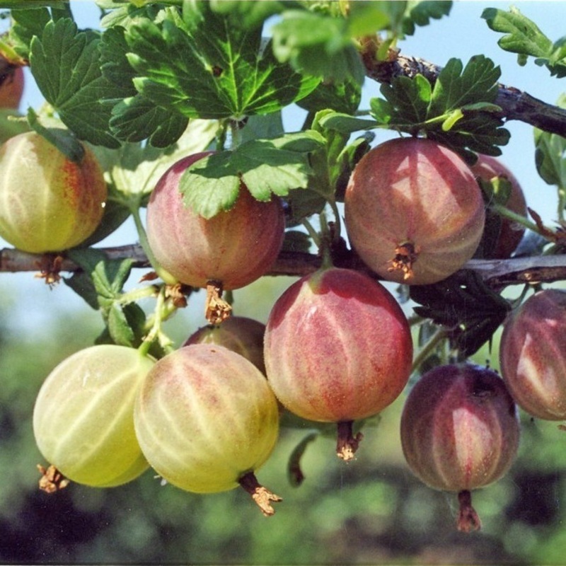 Крыжовник Садко (Ribes uva-crispa 'Sadko')