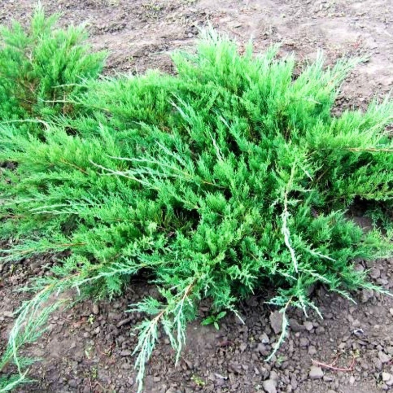 Можжевельник казацкий Глаука (Juniperus sabina 'Glauca')