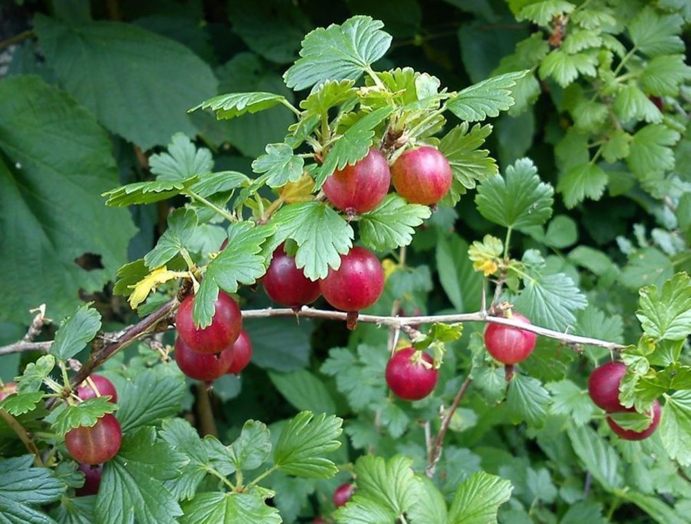 Крыжовник Щедрый (Ribes uva-crispa 'Shchedriy')