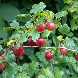 Крыжовник Щедрый (Ribes uva-crispa 'Shchedriy')