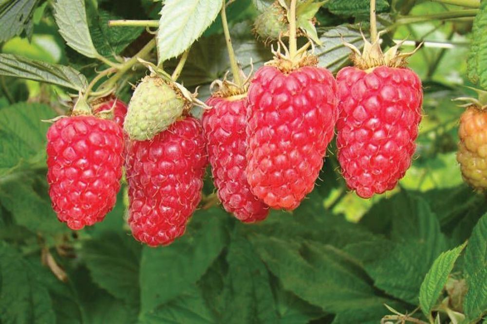 Малина Лячка (Rubus idaeus 'Laszka')