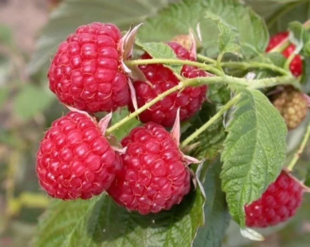 Малина Солнышко (Rubus idaeus 'Solnyshko')