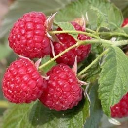 Малина Солнышко (Rubus idaeus 'Solnyshko')