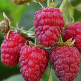 Малина Феномен (Rubus idaeus 'Fenomen')