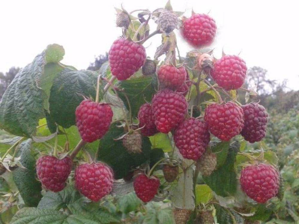 Малина Полка (Rubus idaeus 'Polka') ремонтантная