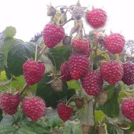 Малина Полка (Rubus idaeus 'Polka') ремонтантная