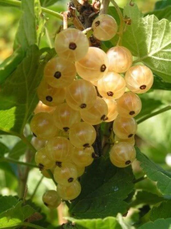 Смородина белая Виксне (Ribes rubrum 'Viksne')