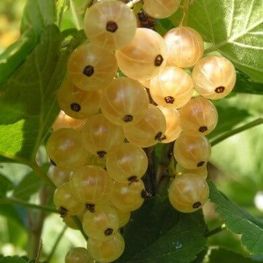Смородина белая Виксне (Ribes rubrum 'Viksne')