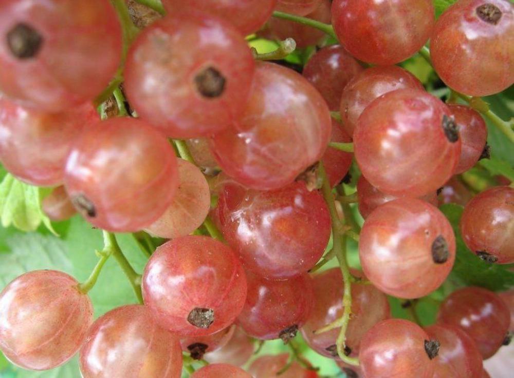 Смородина белая Прыгажуня (Ribes rubrum 'Prygazhunya')
