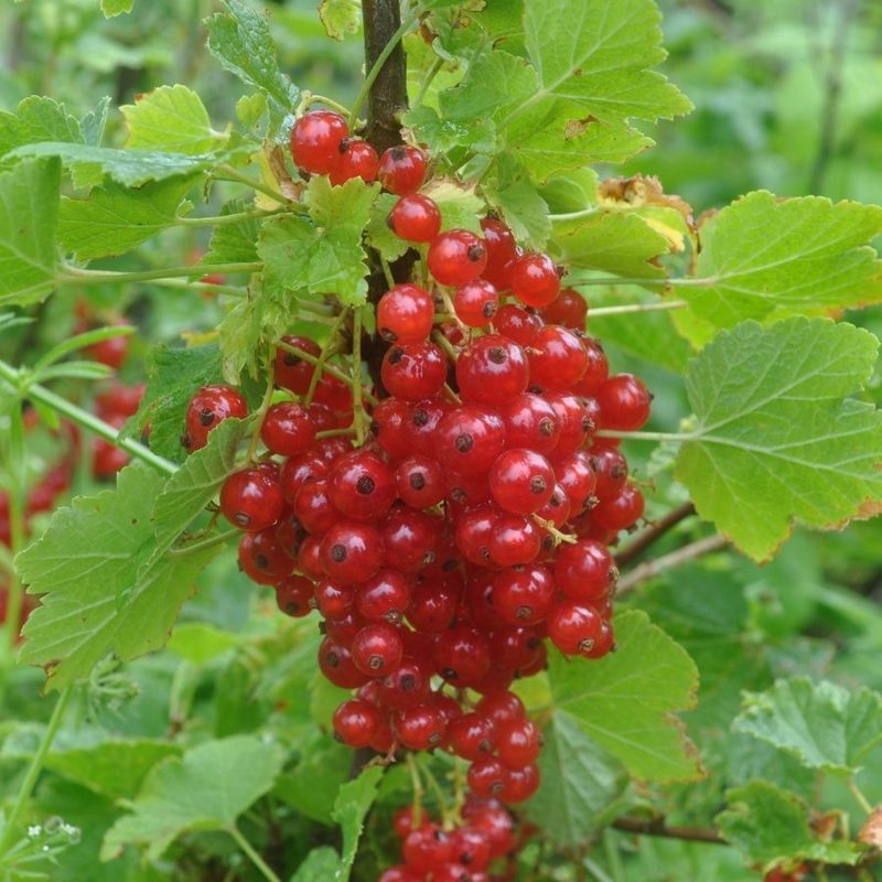 Смородина красная Ненаглядная (Ribes rubrum 'Nenaglyadnaya')