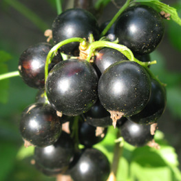 Смородина черная Волшебница (Ribes nigrum 'Volshebnitsa')