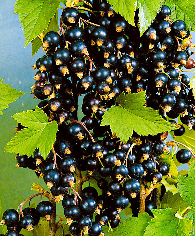 Смородина чёрная Экзотика (Ribes nigrum 'Ekzotika')