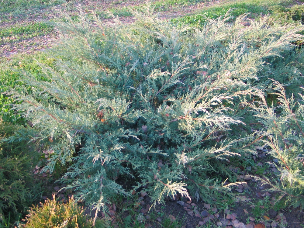 Можжевельник средний Хетци (Juniperus x pfitzeriana 'Hetzii')