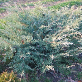 Можжевельник средний Хетци (Juniperus x pfitzeriana 'Hetzii')