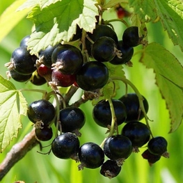 Смородина чёрная Черный жемчуг (Ribes nigrum 'Cherny Zhemchug')