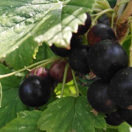 Смородина чёрная Память Вавилова (Ribes nigrum 'Pamyati Vavilova')