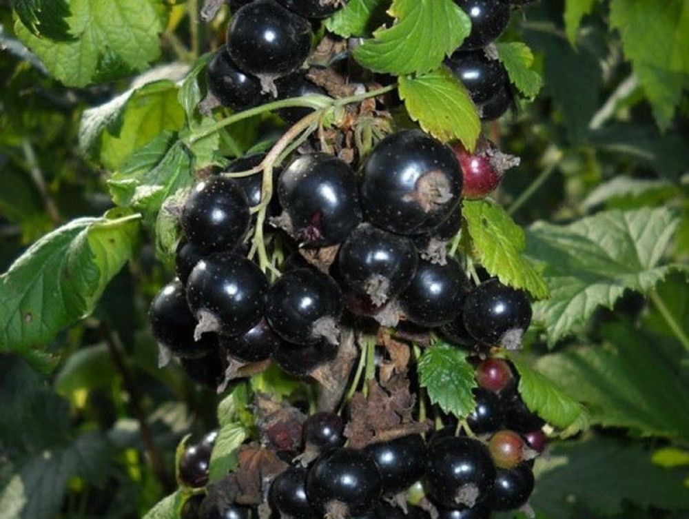 Смородина чёрная Нара (Ribes nigrum 'Nara')
