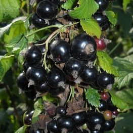 Смородина чёрная Нара (Ribes nigrum 'Nara')