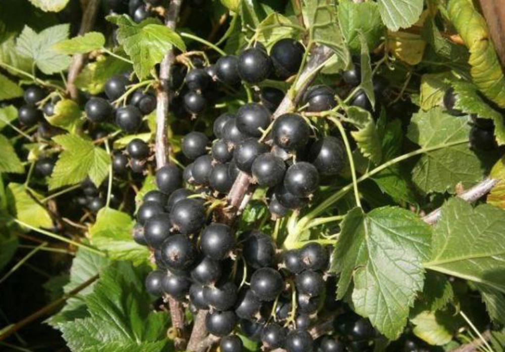 Смородина чёрная Катюша (Ribes nigrum 'Katyusha')