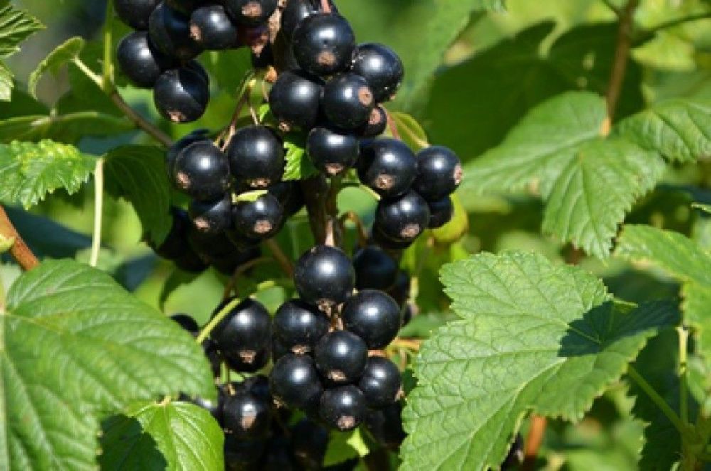 Смородина чёрная Загадка (Ribes nigrum 'Zagadka')