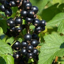 Смородина чёрная Загадка (Ribes nigrum 'Zagadka')