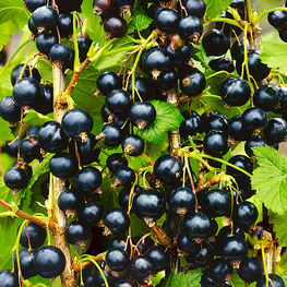 Смородина чёрная Геркулес (Ribes nigrum 'Gerkules')