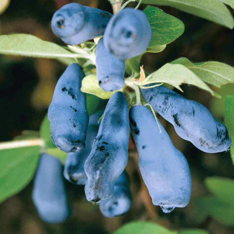 Жимолость съедобная Авача (Lonicera caerulea var. kamtschatica 'Avacha')