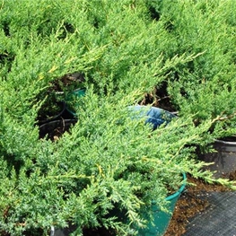 Можжевельник средний Пфитцериана Глаука (Juniperus x pfitzeriana 'Pfitzeriana Glauca')