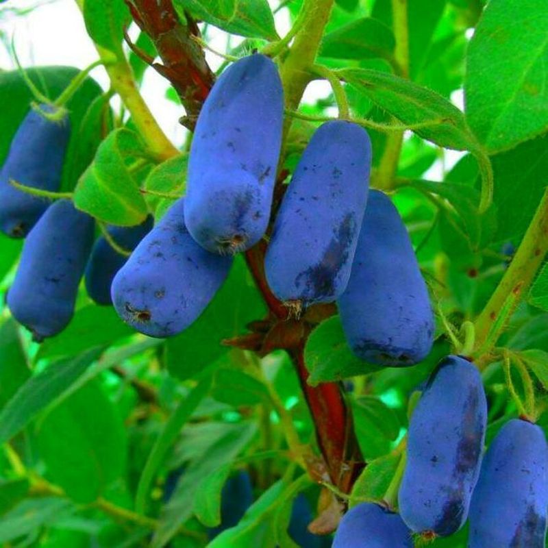 Жимолость съедобная Труженица (Lonicera caerulea var. kamtschatica 'Truzhenitsa')