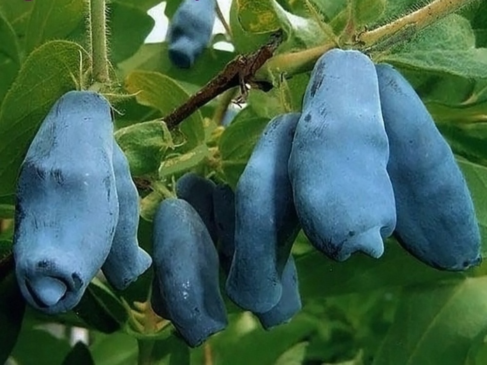 Жимолость съедобная Ленинградский Великан (Lonicera caerulea var. kamtschatica 'Leningradskiy Velikan')