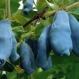 Жимолость съедобная Ленинградский Великан (Lonicera caerulea var. kamtschatica 'Leningradskiy Velikan')