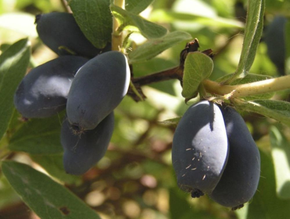 Жимолость съедобная Васильевская (Lonicera caerulea var. kamtschatica 'Vasilyevskaya')