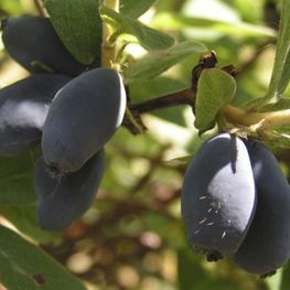 Жимолость съедобная Васильевская (Lonicera caerulea var. kamtschatica 'Vasilyevskaya')