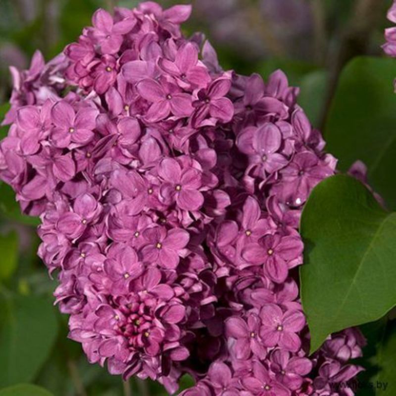 Сирень обыкновенная Конго (Syringa vulgaris 'Congo')