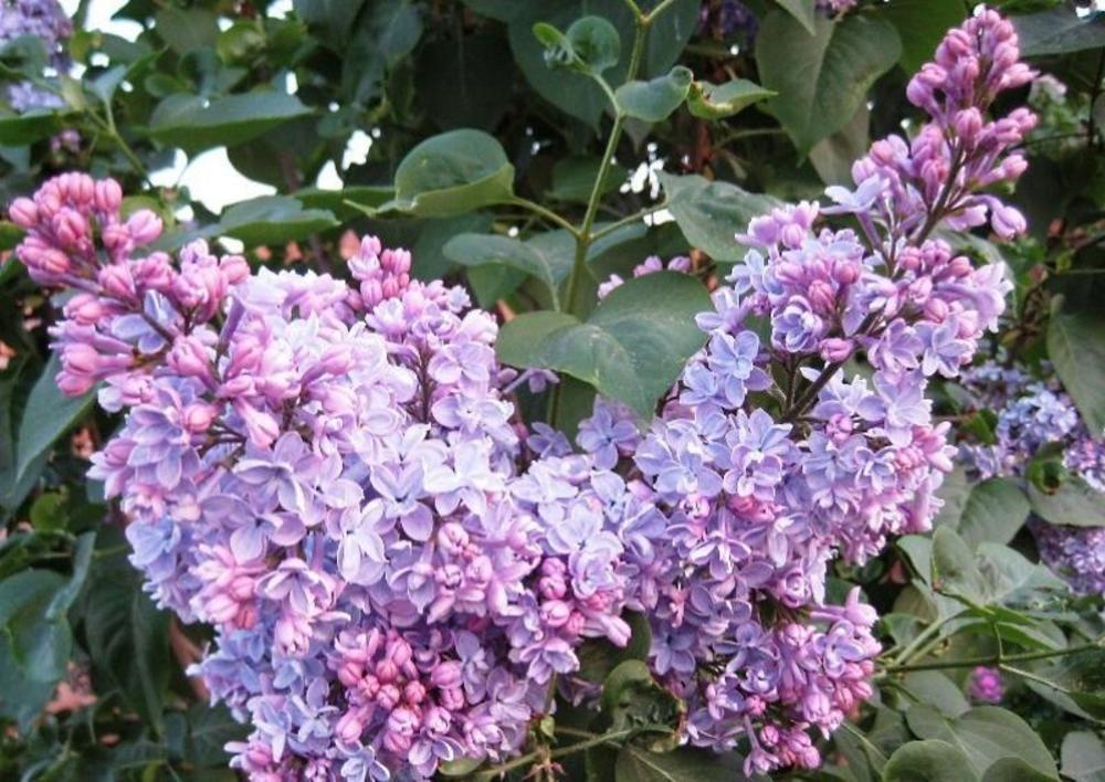 Сирень обыкновенная Профессор Хозер (Syringa vulgaris 'Professor Hoser')