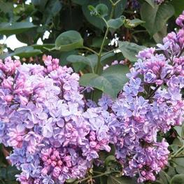 Сирень обыкновенная Профессор Хозер (Syringa vulgaris 'Professor Hoser')