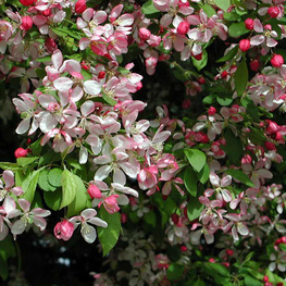 Яблоня декоративная Флорибунда (Malus 'Floribunda')