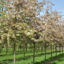 Яблоня декоративная Флорибунда (Malus 'Floribunda')