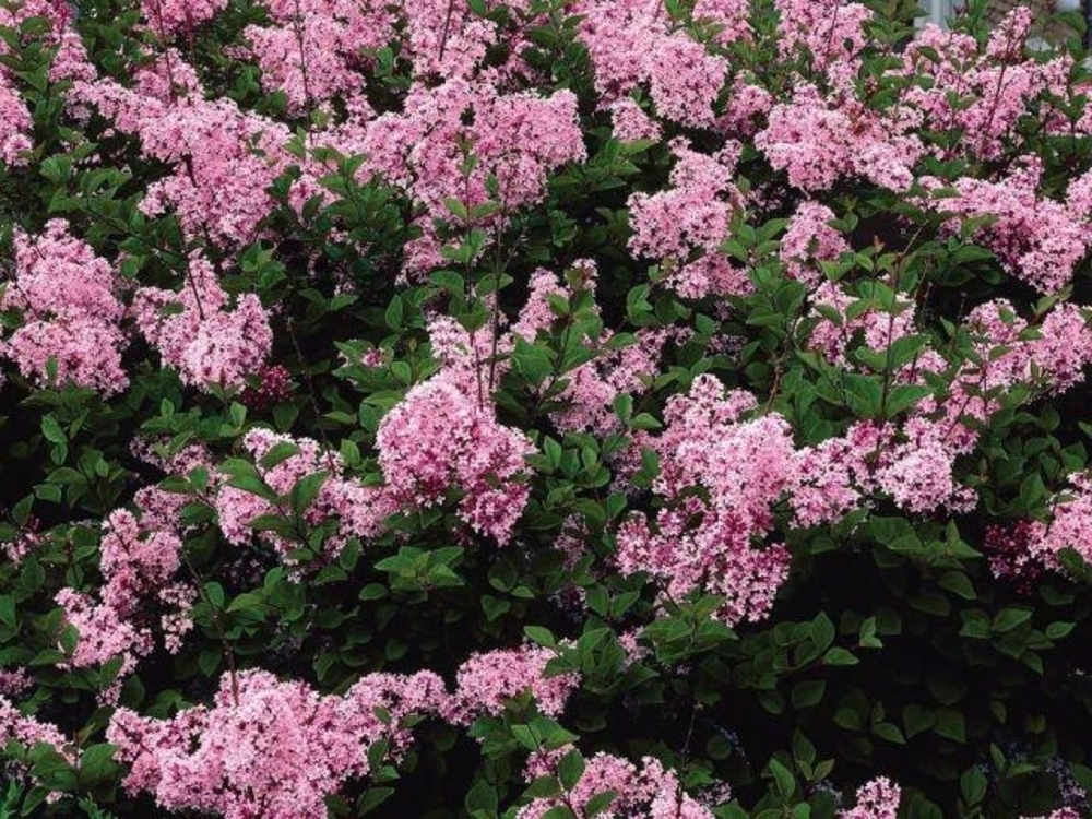 Сирень Мейера Пинк Перфюм (Syringa meyeri 'Pink Perfume')