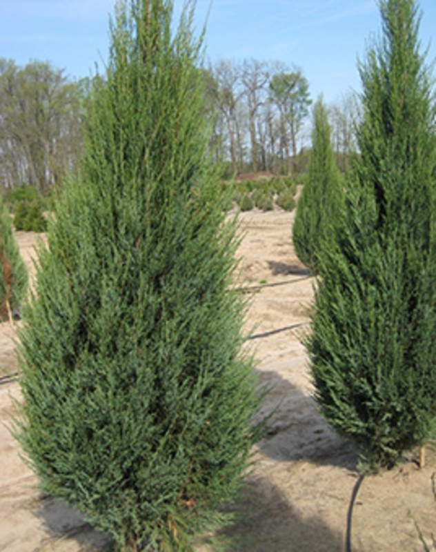 Можжевельник скальный Скайрокет (Juniperus scopulorum 'Skyrocket')