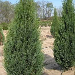 Можжевельник скальный Скайрокет (Juniperus scopulorum 'Skyrocket')