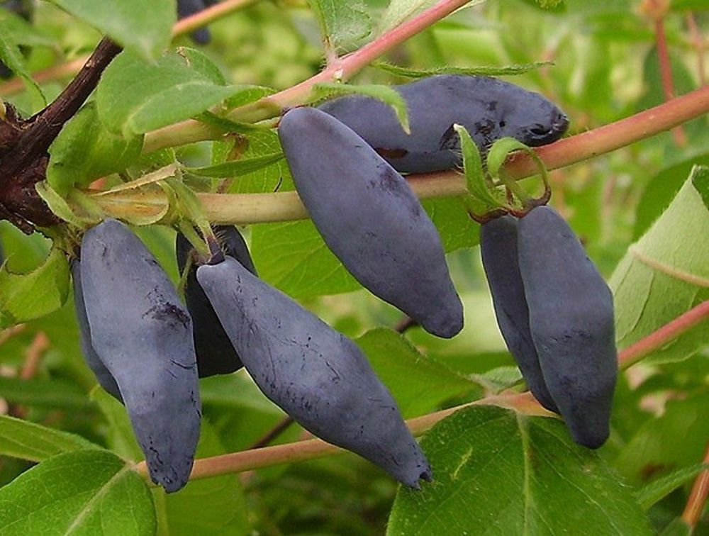 Жимолость съедобная Синяя птица (Lonicera edulis 'Sinjaja Ptitsa')
