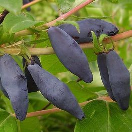 Жимолость съедобная Синяя птица (Lonicera edulis 'Sinjaja Ptitsa')