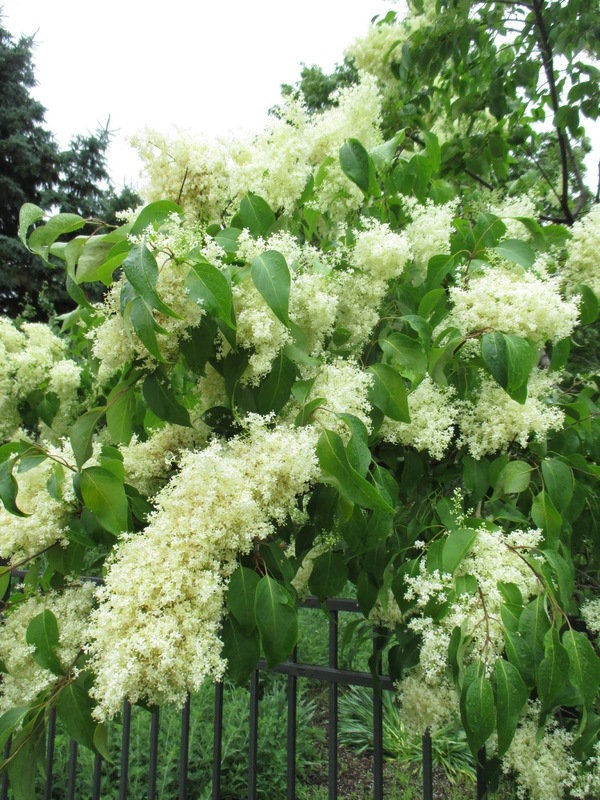 Сирень пекинская (Syringa pekinensis)